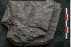 Foto (Detailansicht) von Thinnfeldia australis Ettingshausen (NHMW-GEO-2024-0188-10312)